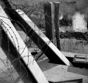 Detailfoto (1940) van een aspergeversperring in de Peel-Raamstelling.